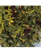 Tisane la sanguine