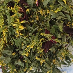 Tisane la sanguine