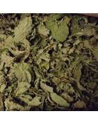 Menthe verte