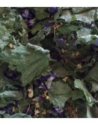 Tisane des sous-bois