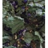 Tisane des sous-bois