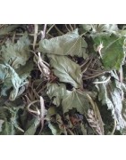Tisane réveil matin