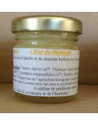 Cérat de Plantain